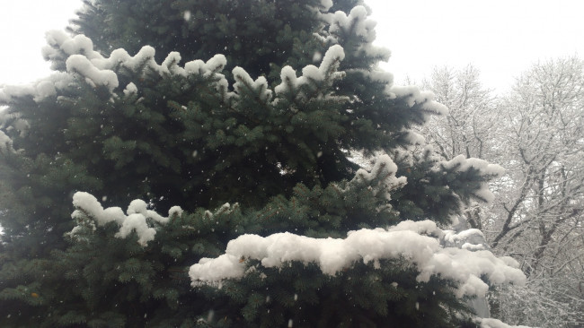 Обои картинки фото природа, зима, снег, ёлка