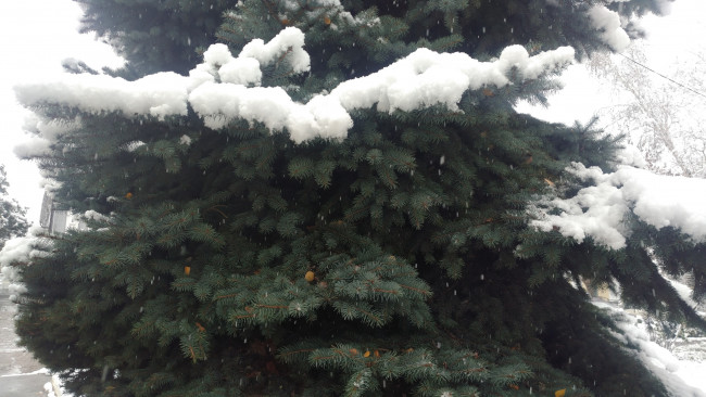 Обои картинки фото природа, зима, снег, ёлка