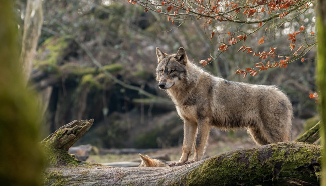 Обои картинки фото животные, волки,  койоты,  шакалы, ветка, мох, бревна, серый, волк