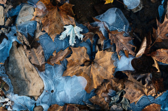 Картинка природа листья зима