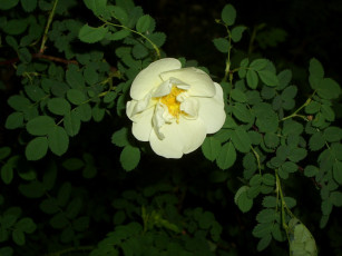 Картинка цветы шиповник