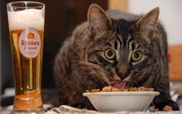 Картинка good beer food wheres the women животные коты