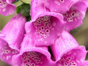 Картинка наперстянка цветы дигиталис яркий розовый макро
