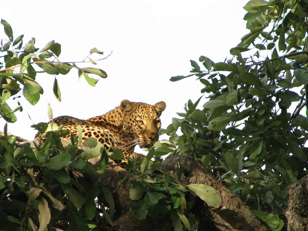 Обои картинки фото животные, леопарды, пятнистый, дерево, хищник