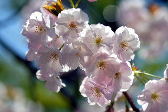 Картинка цветы сакура вишня ветка бледно-розовый