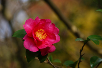 Картинка цветы камелии розовый яркий