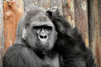 Картинка животные обезьяны задумчивый горилла