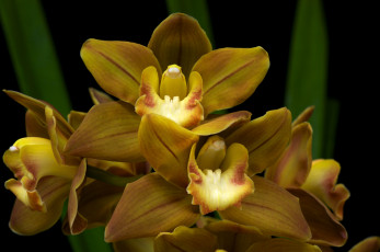 Картинка цветы орхидеи экзотика горчичный