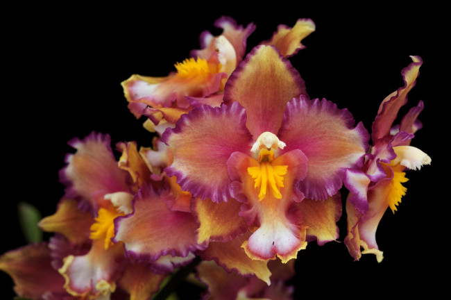 Обои картинки фото цветы, орхидеи, экзотика, лепестки