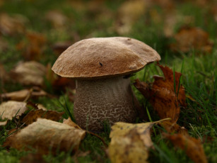 Картинка природа грибы поддубовик