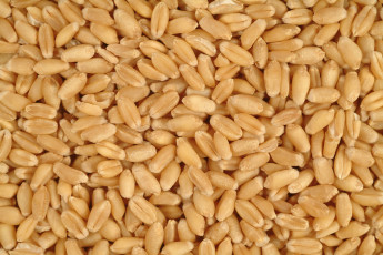 Картинка еда крупы +зерно +специи +семечки урожай зерно пшеница