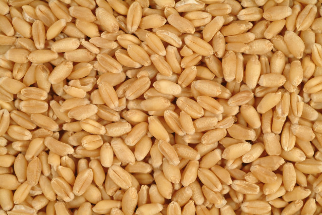Обои картинки фото еда, крупы,  зерно,  специи,  семечки, урожай, зерно, пшеница