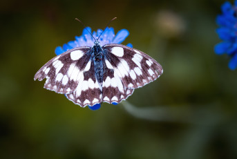 Картинка животные бабочки +мотыльки +моли цветок бабочка синий