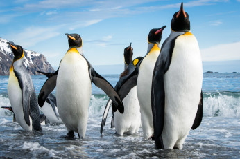 Картинка животные пингвины стая море пляж