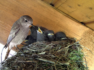 Картинка животные птицы птица гнездо птенцы