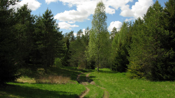 Картинка лесная+дорога природа дороги лес дорога лето карелия июнь берёза ели