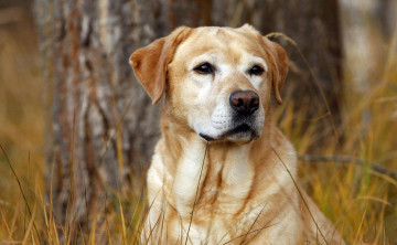 Картинка животные собаки собака лабрадор трава