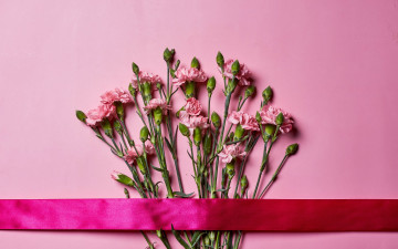 обоя цветы, гвоздики, розовая, гвоздика, бутоны, алая, лента