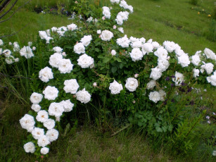 Картинка цветы розы белый куст много
