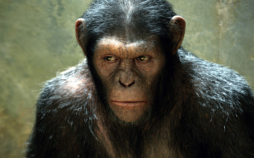 Картинка rise of the planet apes кино фильмы обезьяна восстание