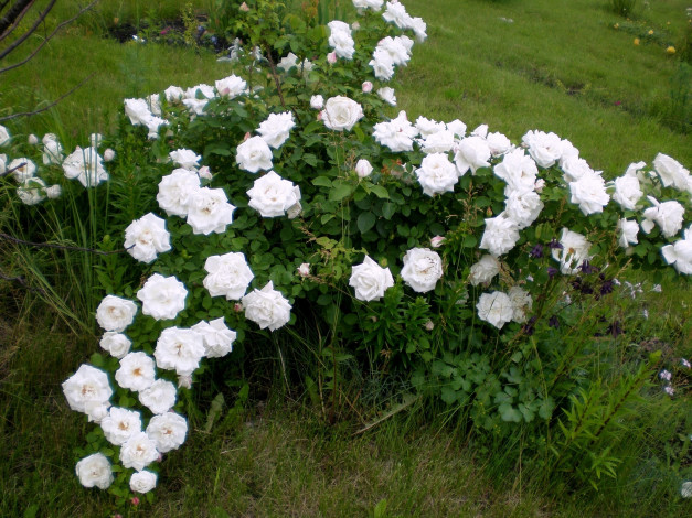 Обои картинки фото цветы, розы, белый, куст, много