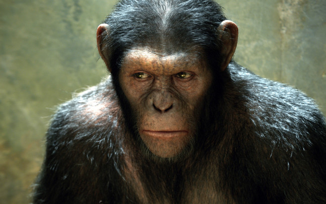 Обои картинки фото rise, of, the, planet, apes, кино, фильмы, обезьяна, восстание