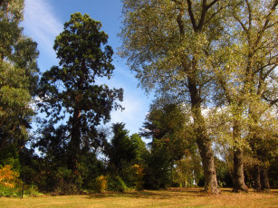 Картинка beale arboretum barnet england природа парк деревья лужайка