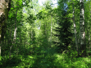 Картинка лес природа лето