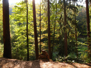 Картинка marburg germany природа лес лето