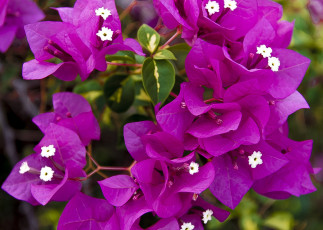 Картинка цветы бугенвиллея макро соцветие