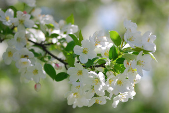 Картинка цветы цветущие деревья кустарники ветка цветение макро