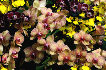 Картинка цветы орхидеи экзотика много