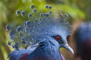 Картинка животные голуби корона голубой