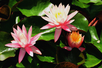 Картинка цветы лилии водяные нимфеи кувшинки розовый