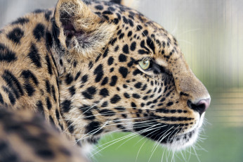Картинка животные леопарды профиль пятна