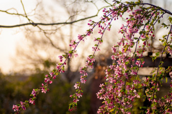 Картинка цветы цветущие деревья кустарники ветки цветение