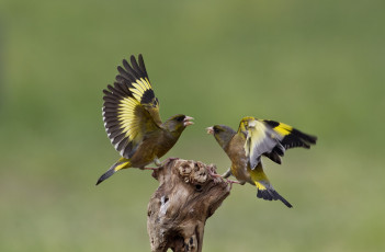Картинка животные птицы ссора