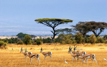 Картинка savannah животные антилопы саванна трава деревья