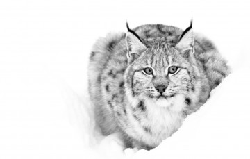 Картинка животные рыси снег кошка