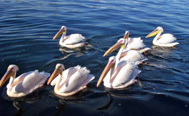 Обои картинки фото pelicans, white, животные, пеликаны, вода, стайка
