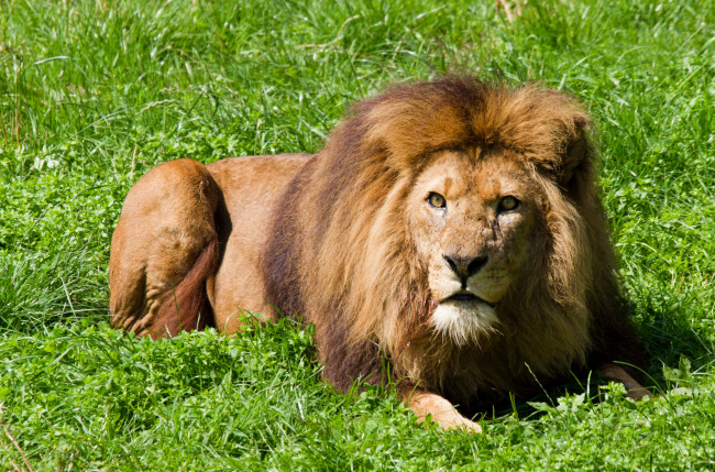 Обои картинки фото животные, львы, настороженность, грива