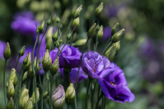 Обои картинки фото цветы, эустома, фиолетовый