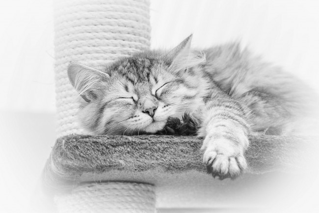 Обои картинки фото животные, коты, сон, когтеточка, чёрно-белая