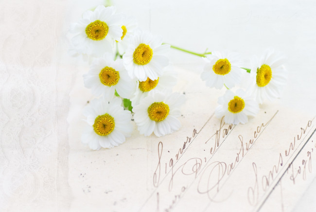 Обои картинки фото цветы, ромашки, белый, письмо