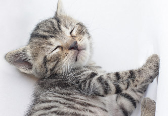 Картинка животные коты сон