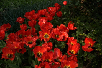 Картинка цветы тюльпаны красные