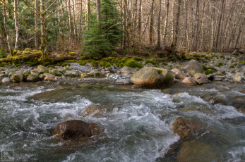 Картинка природа реки озера лес камни поток