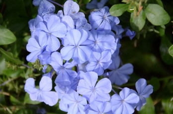 Картинка цветы плюмбаго+ свинчатка голубой