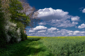 Картинка природа пейзажи облака горизонт поле лес