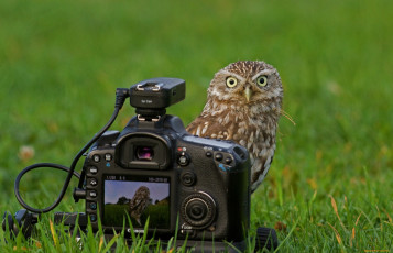 Картинка животные совы canon трава фотоаппарат сова взгляд